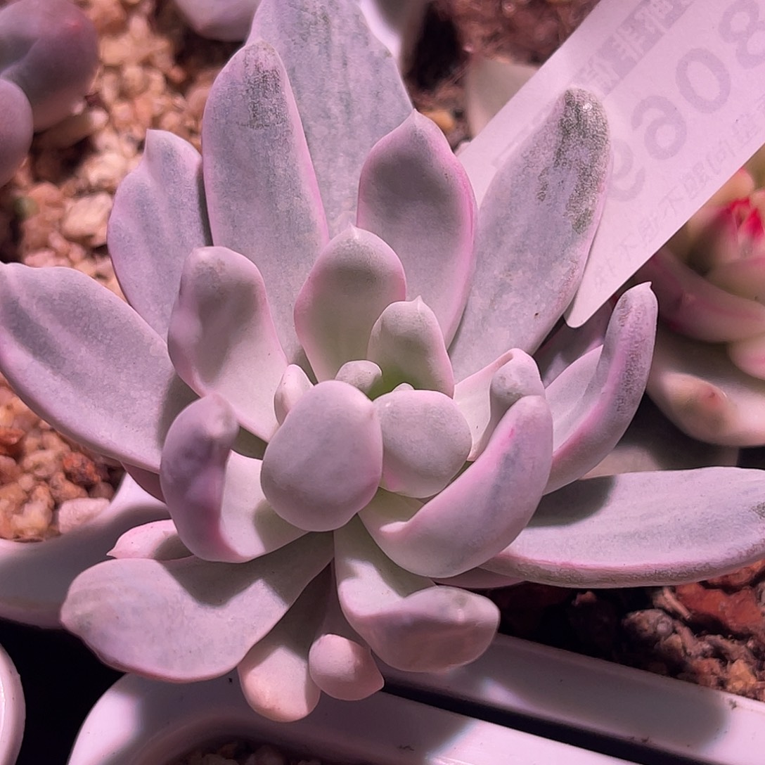 尚品园艺福利大理石美人锦头盖