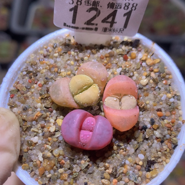 Sss精品生石花1241