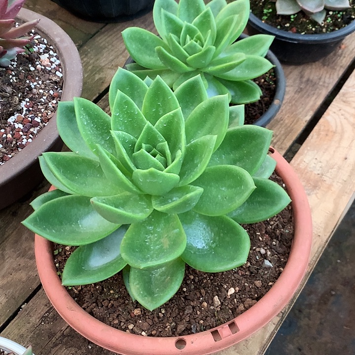 夕***］美肉特价活动开始了