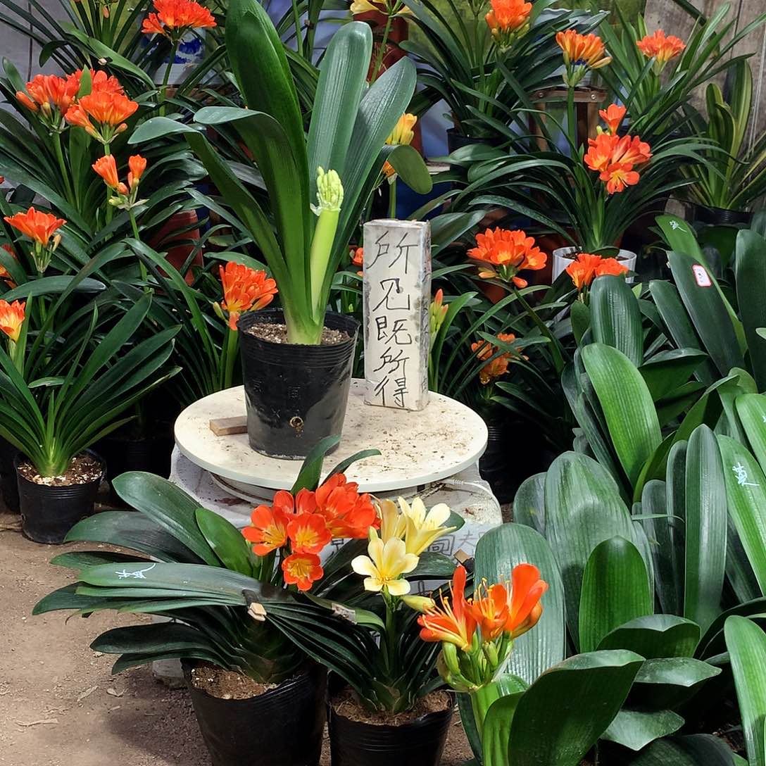 老桩带花苞原盆土发货