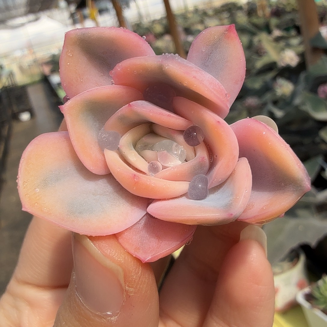 粉武仙座，多肉植物