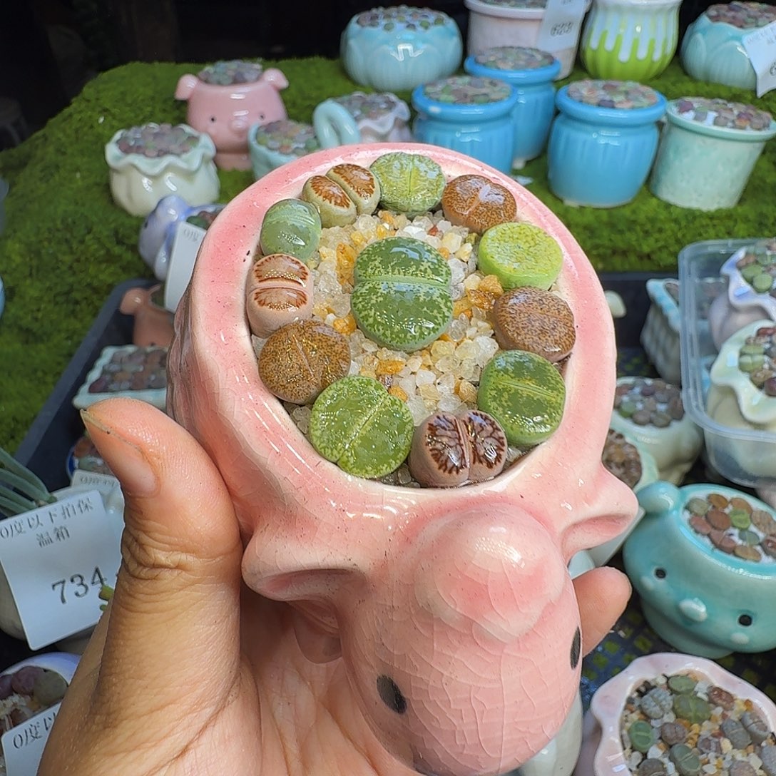 多肉植物福利冲735