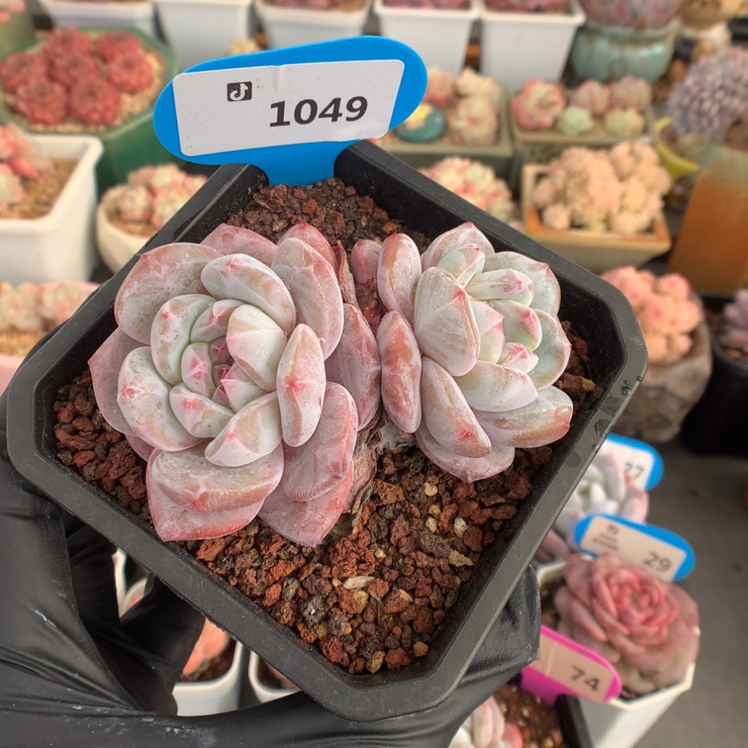 1049 双头石榴籽星影