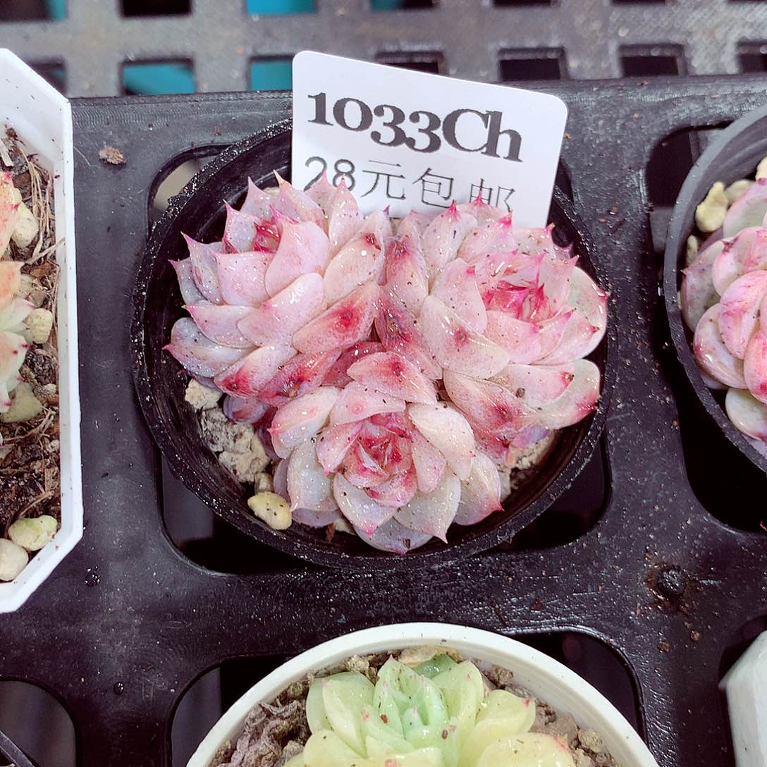 5厘米盆精控多肉1033