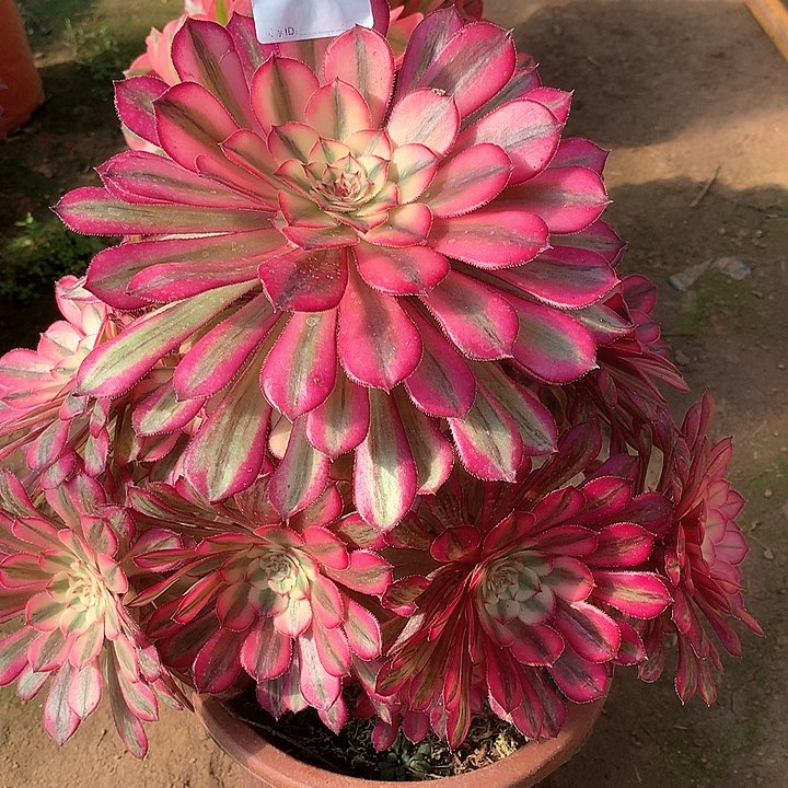 多肉法师多肉法师316