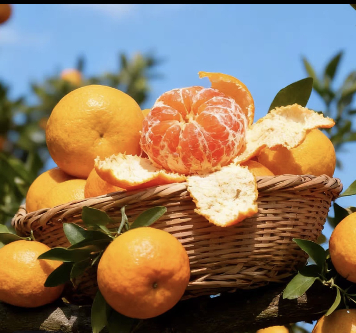【阿Q村长】江西新余本地特产新余蜜桔