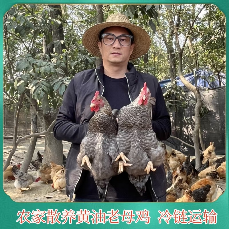 【老兵A】放养500天芦花老母鸡 发2只净重4-4.5斤 带内脏