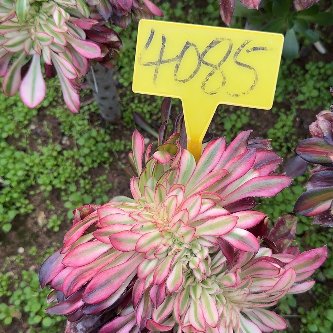 草***丁4085---多头多肉植物花蝴缀嫁接