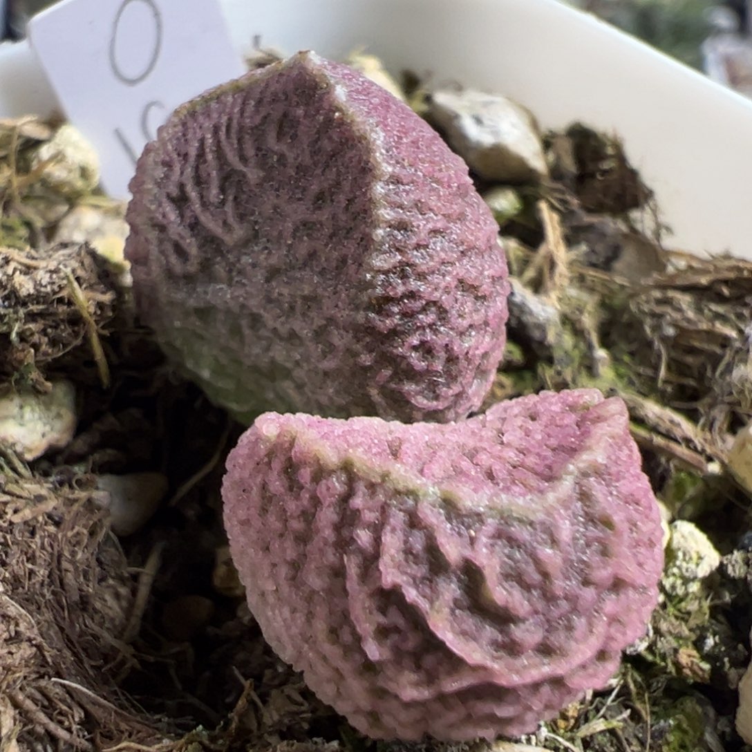 实生新品多肉植物水泡多肉植物