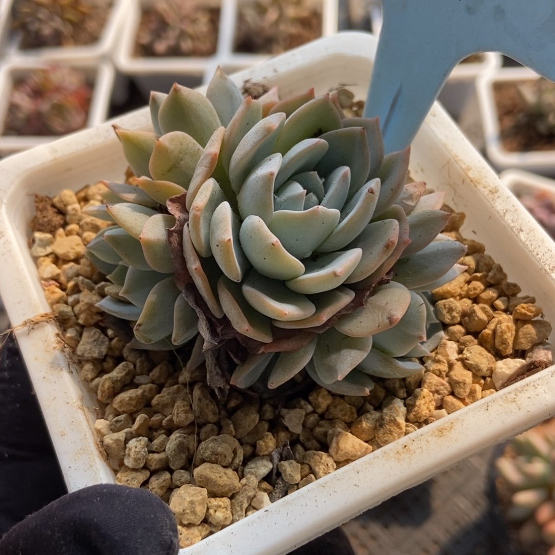 6075白茶四头多肉植物保护