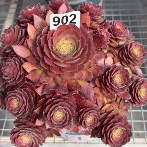 902红魔多肉20厘米左右