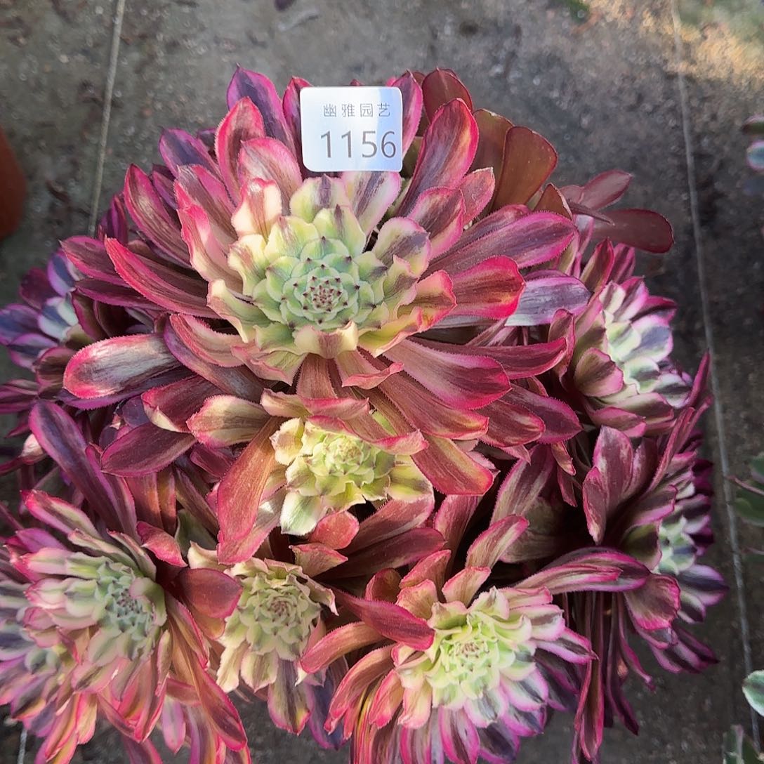 多肉植物琉璃1156