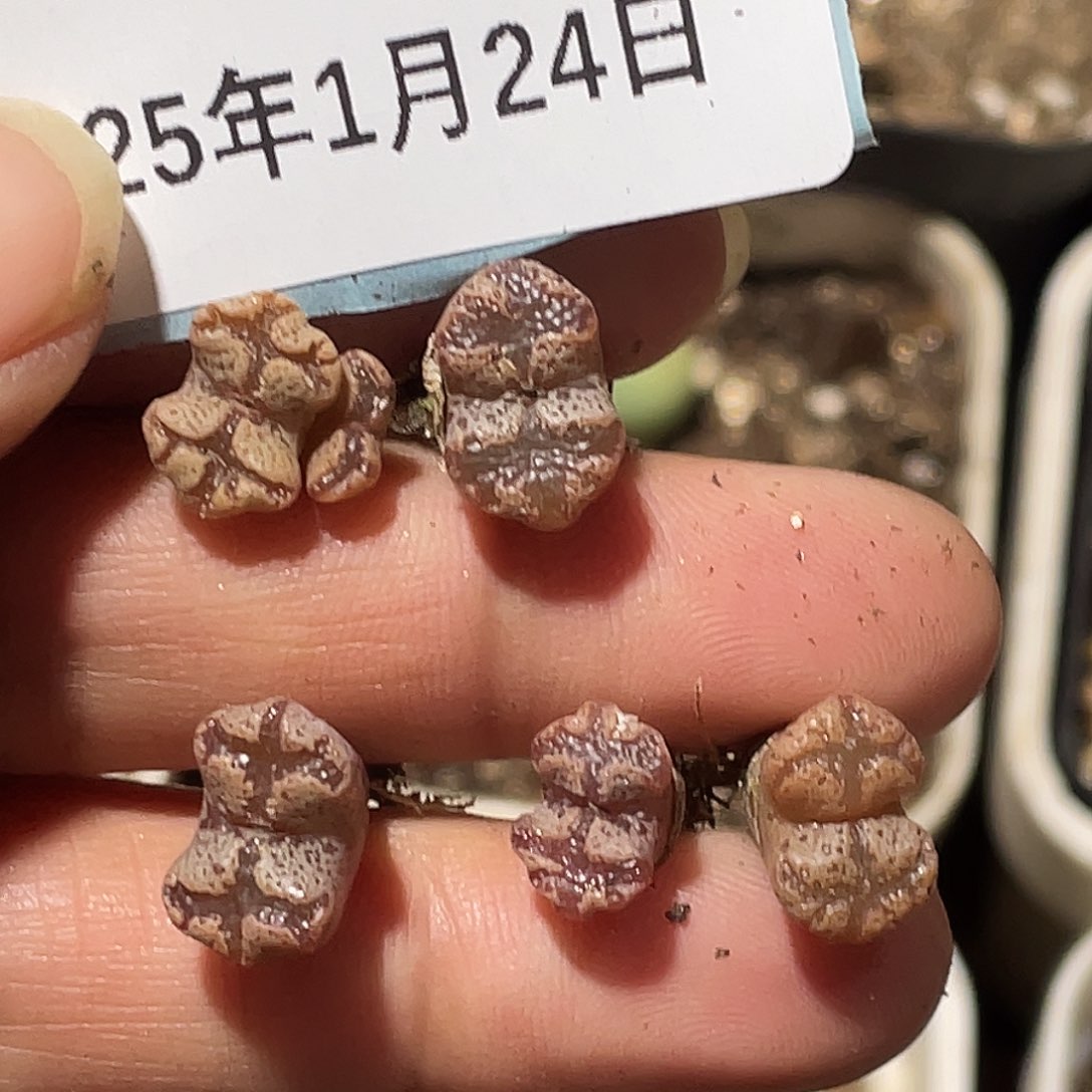 24-111超碟多肉植物