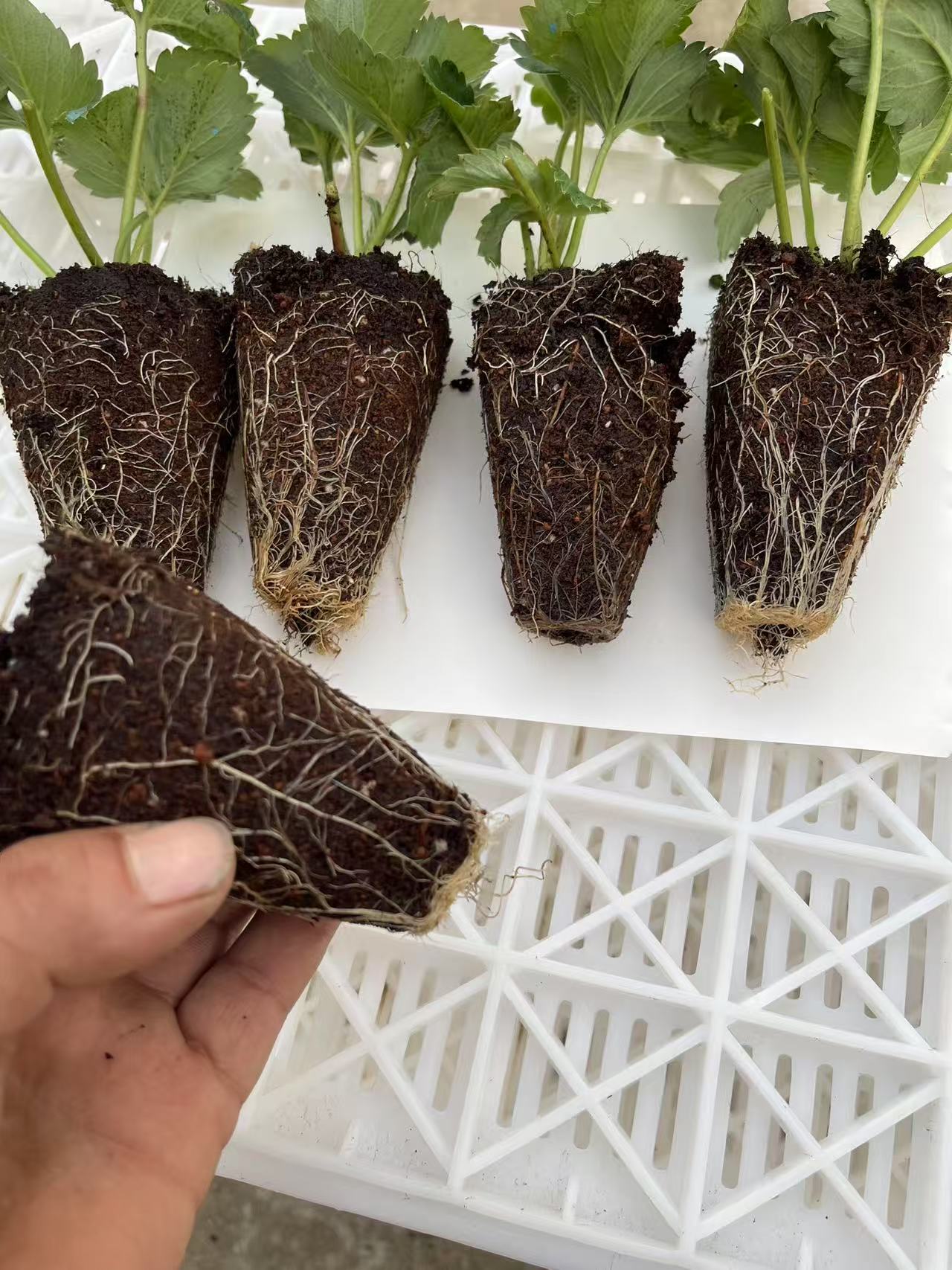 【多品种任选】草莓基质穴盘苗 原土高成活缓苗 快当年结果基地直发