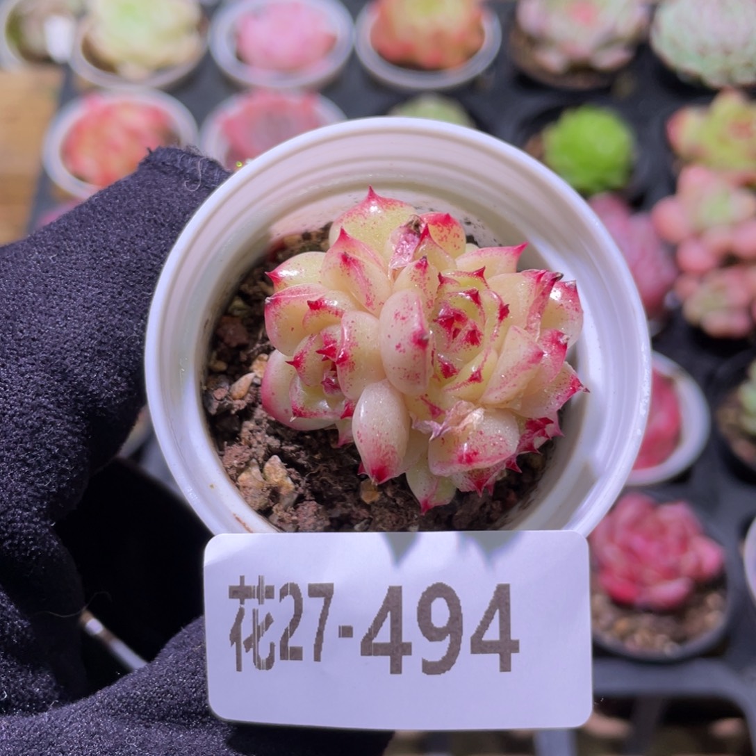 花利美27-494麦秆