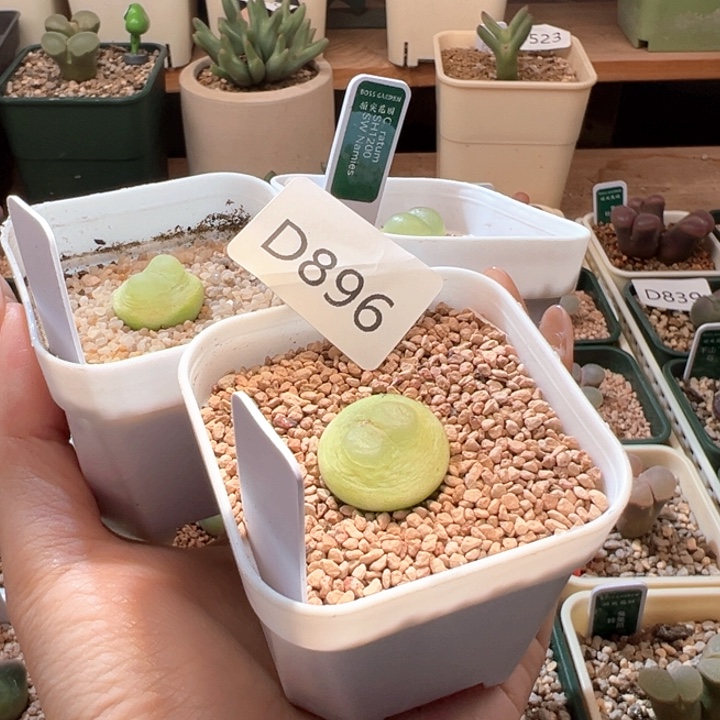 一***子w896。sh1200拉登专拍。 