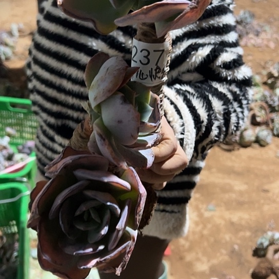 开***乐云南发货白凤老桩00237