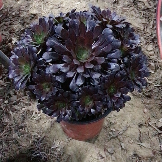 黑铜法师000000005