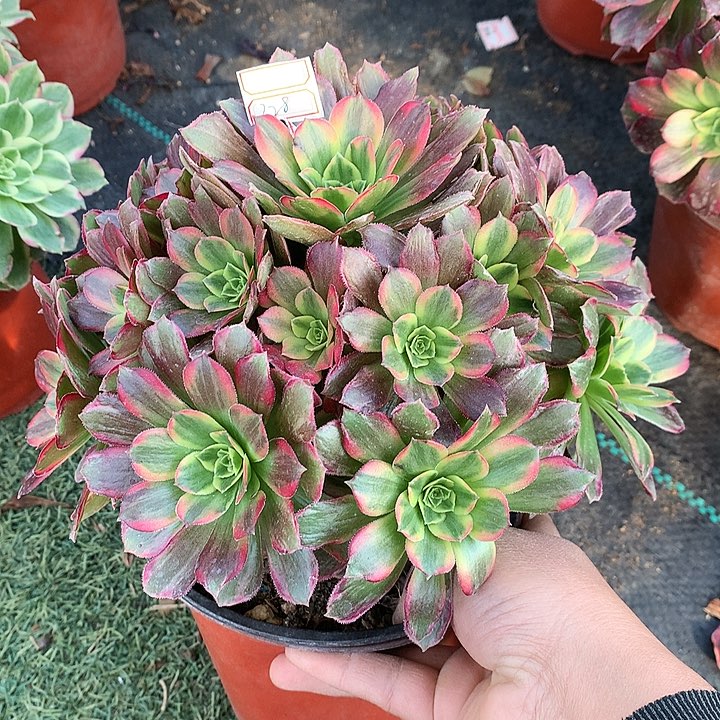 328安娜多肉植物