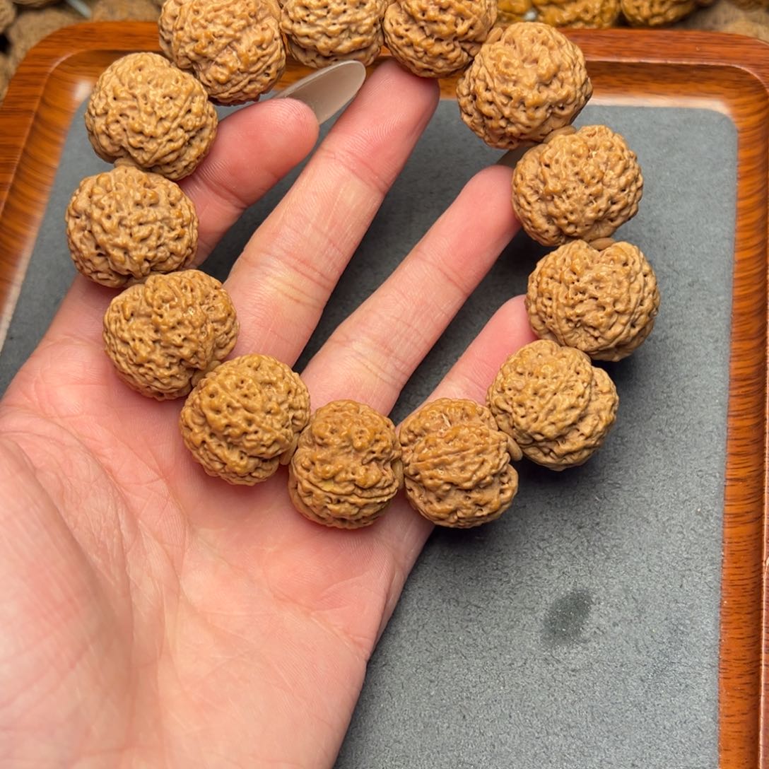 菩提1号尼泊尔大金刚23五星蜂王