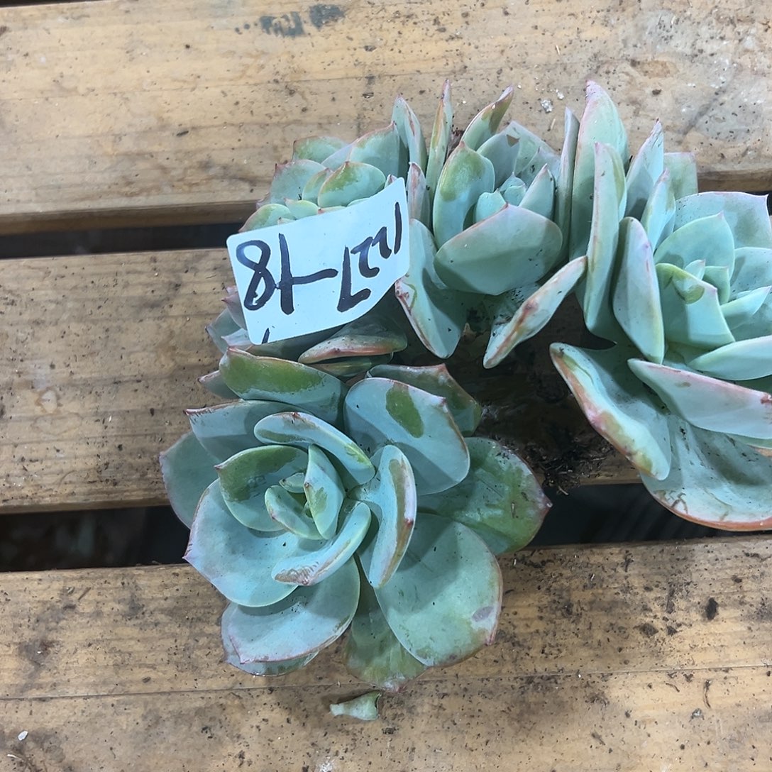 妃****1227-18白凤缀多肉植物