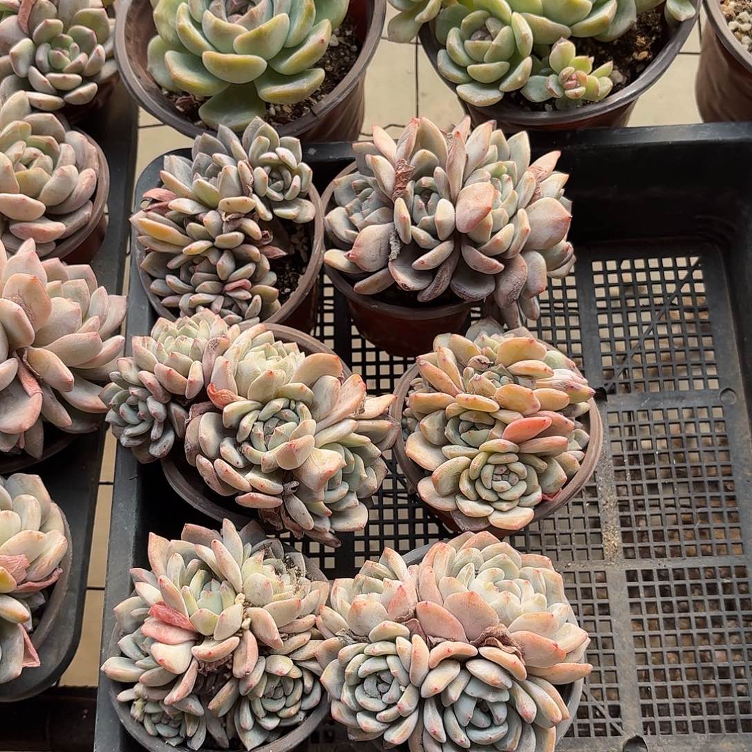 放***屁星影群6颗 脱土发货
