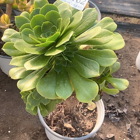 1162路羊绒多肉有砍