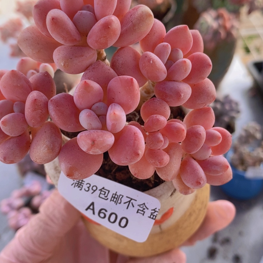 樱花洛神8cm600多肉植物