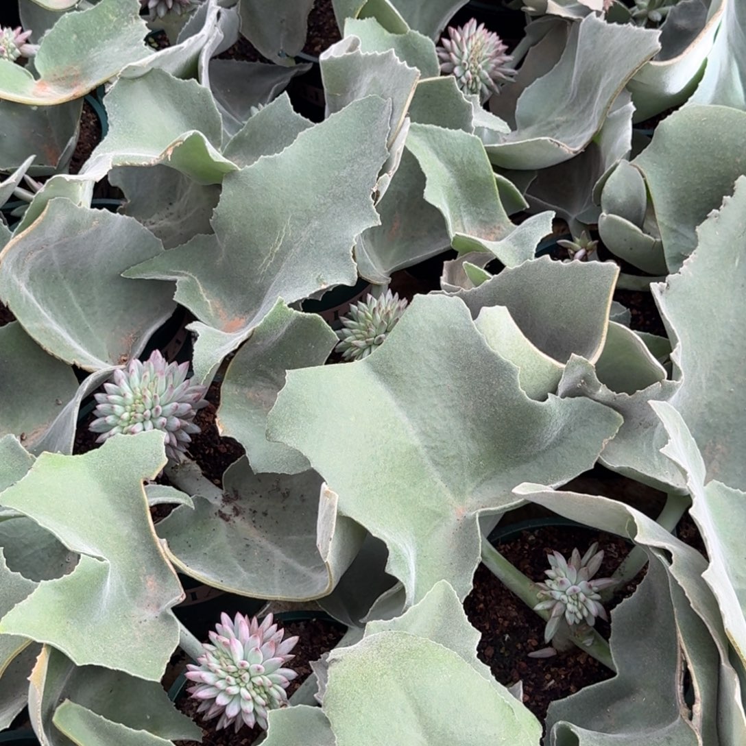 上***痕寄养在一个人身上是什么感受