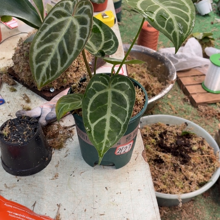 手***户板植银刷子花烛绿植