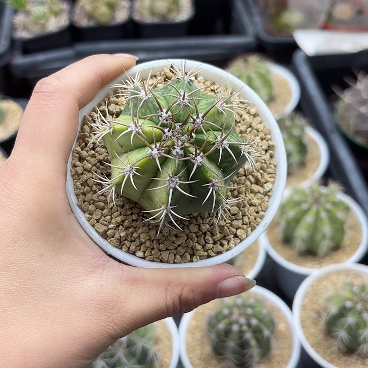 魔云锦万象盆90随机一盆