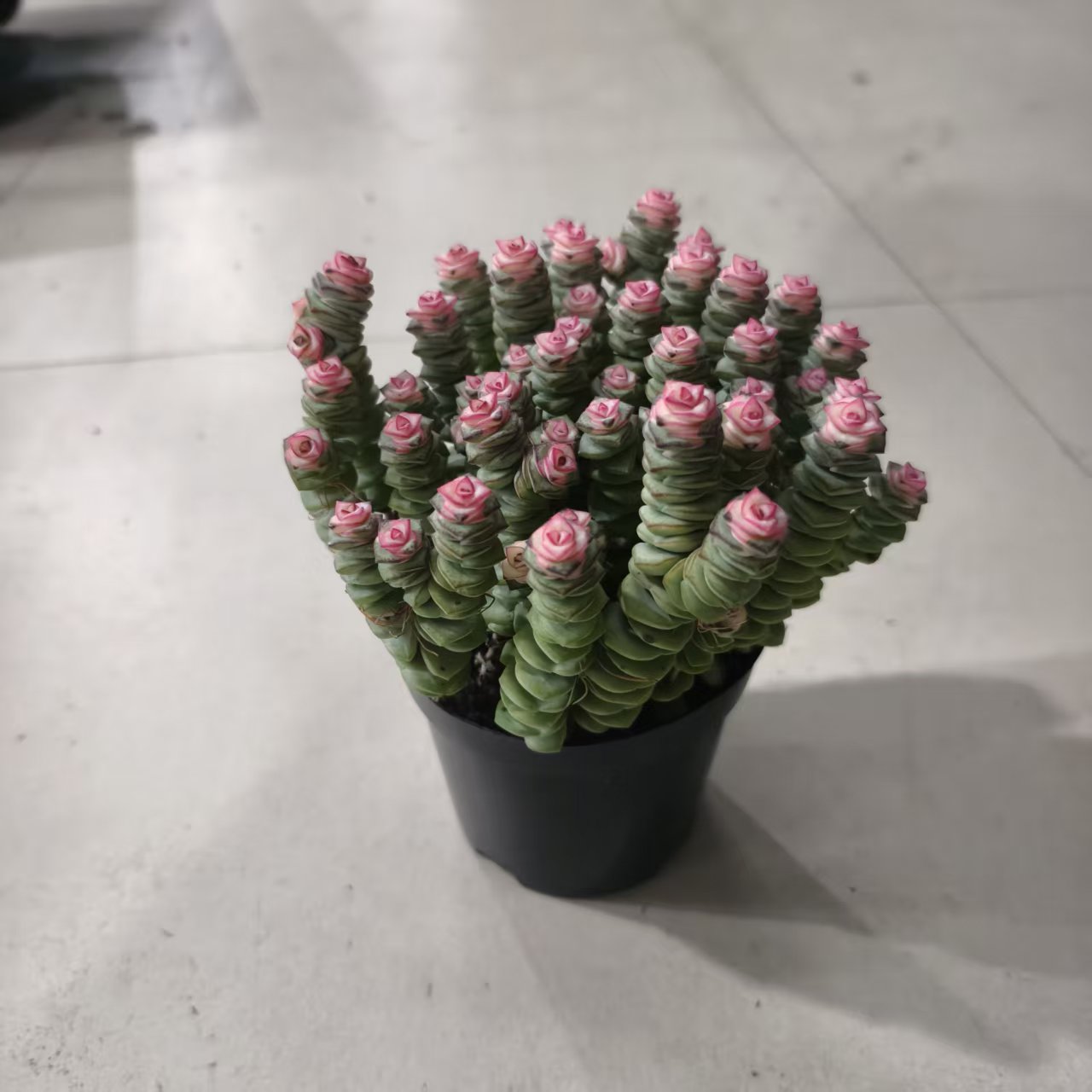 钱串盆栽植物室内好养