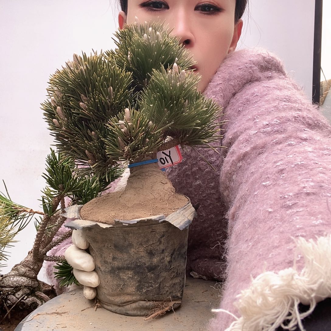 无花朵植物形态多年生草本