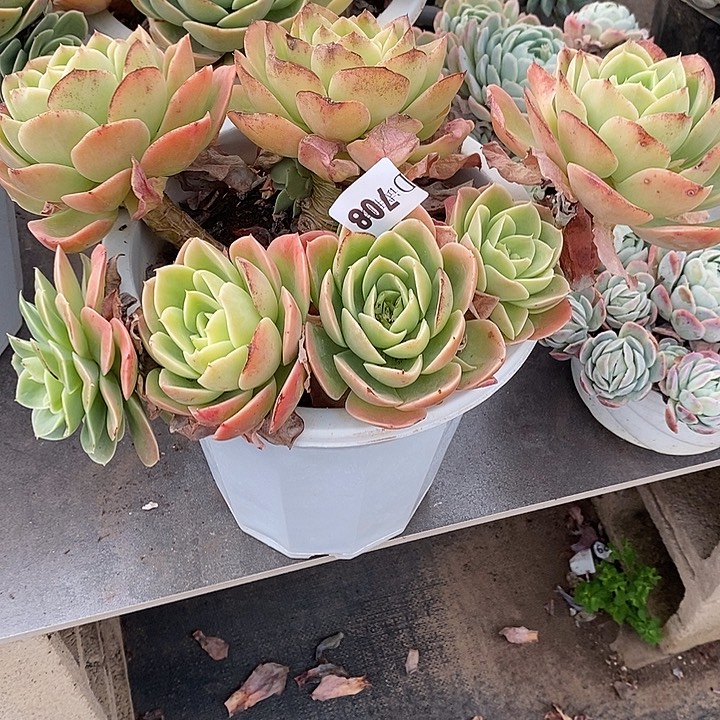 2***心708星纳塔多肉植物多肉