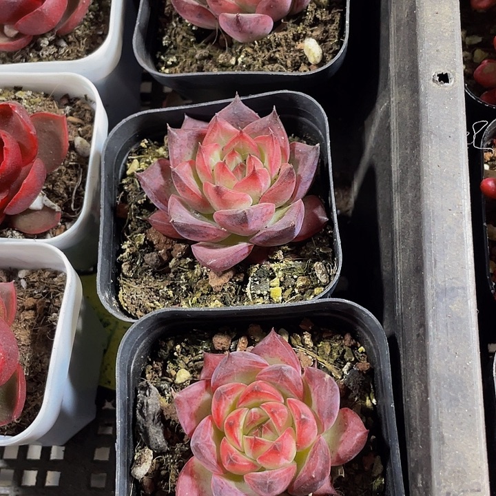 小火苗带盆土哈货