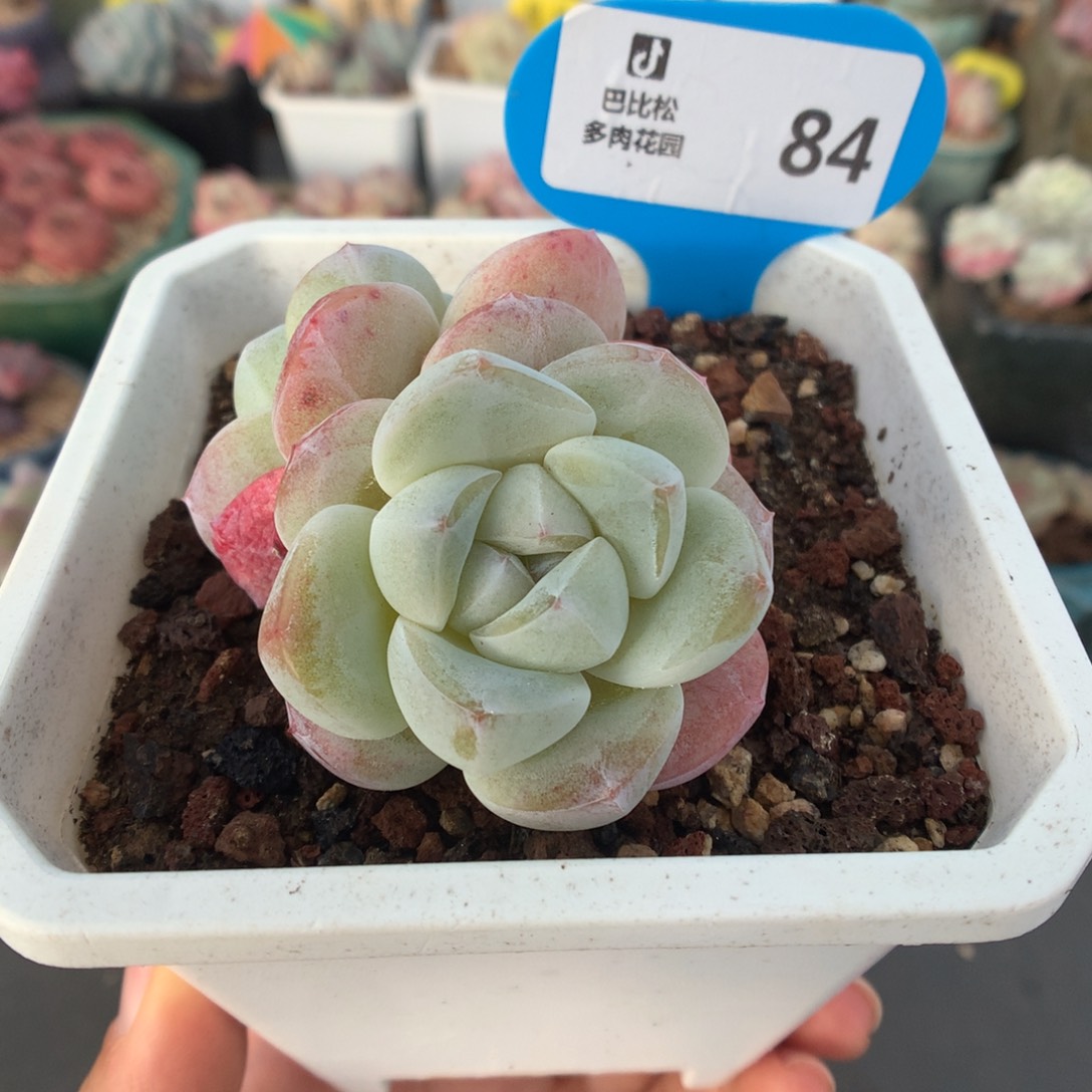 84双头翡翠冰玉多肉植物