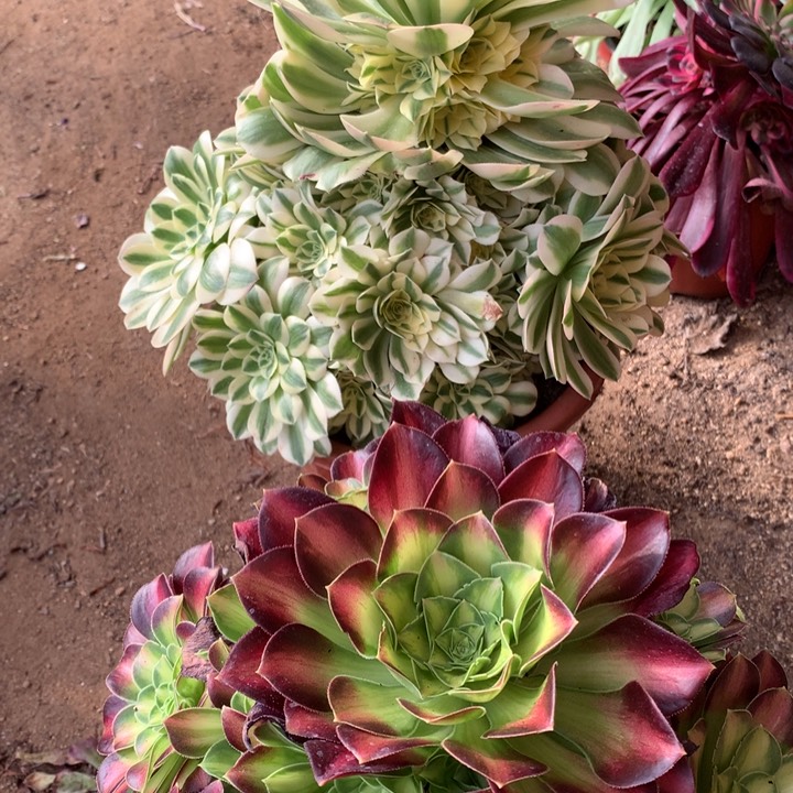 不包损324号迈巴赫韶华