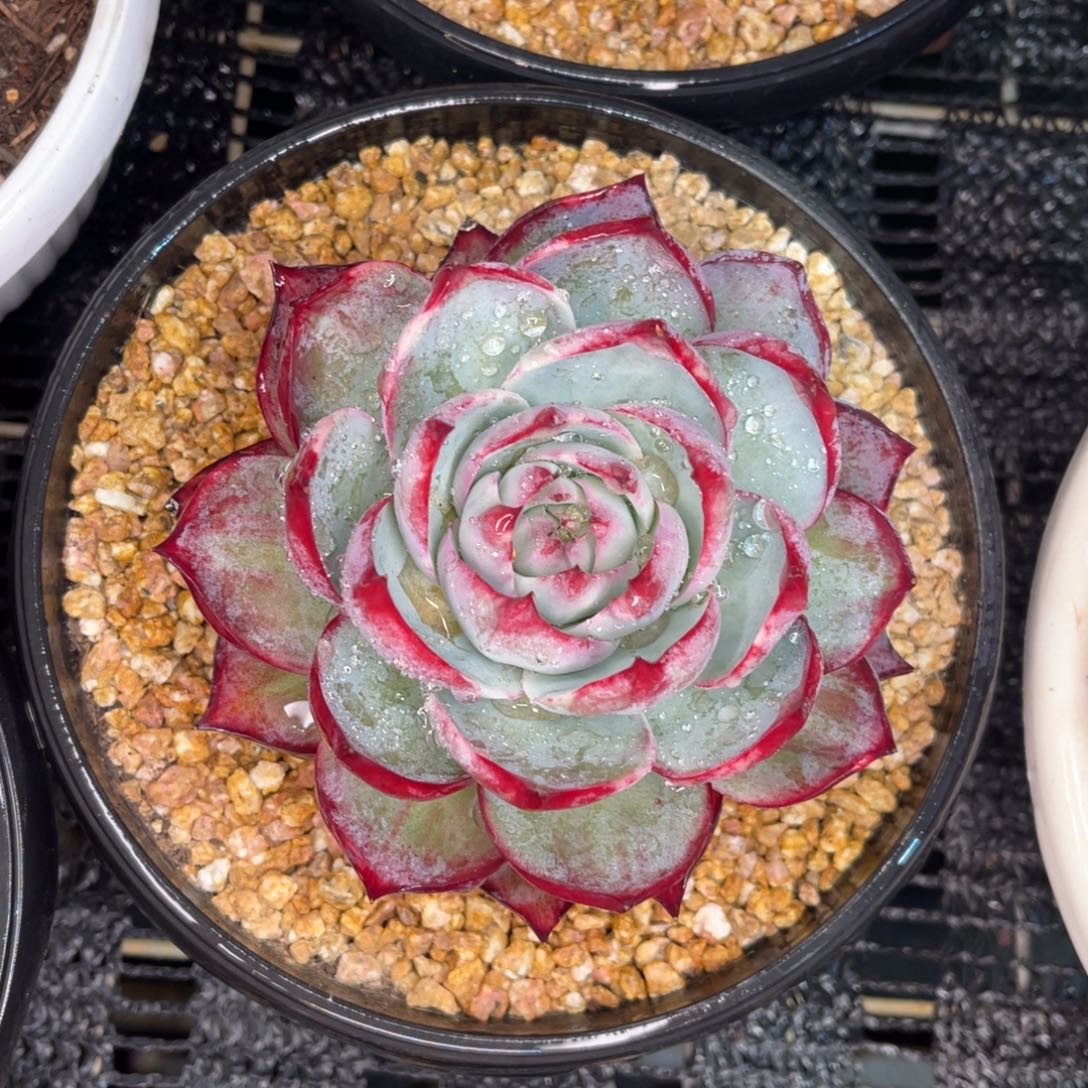 云舍多肉精选编号0114-2