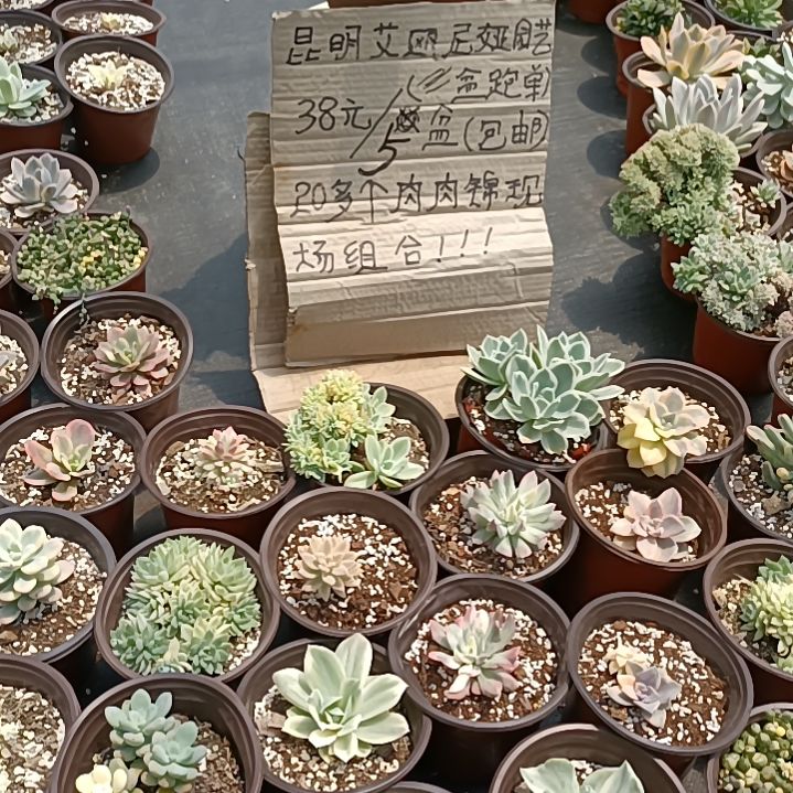 不同品种景天锦5盆包邮（不包偏远地区）