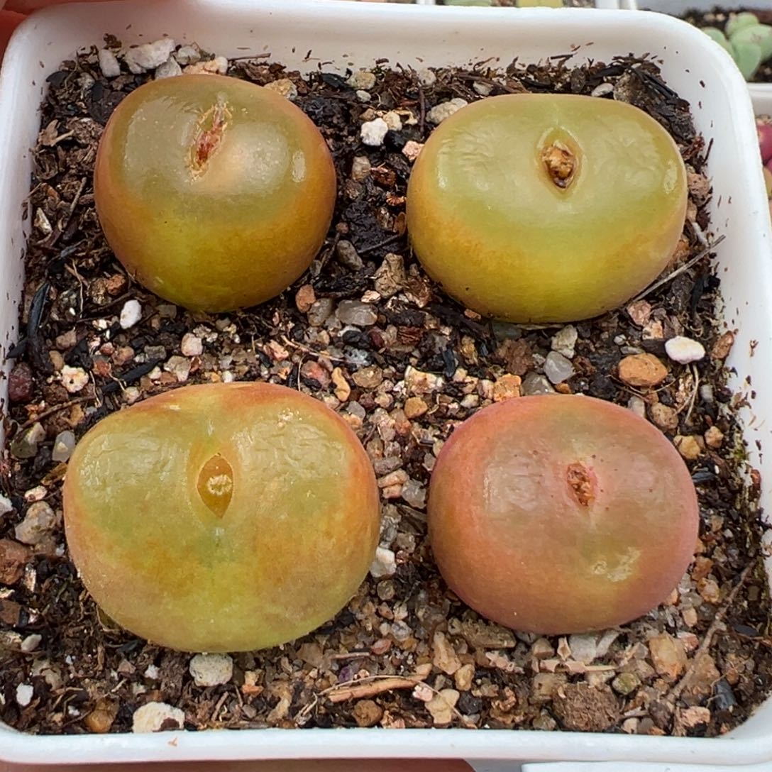 1.23好看的多肉446