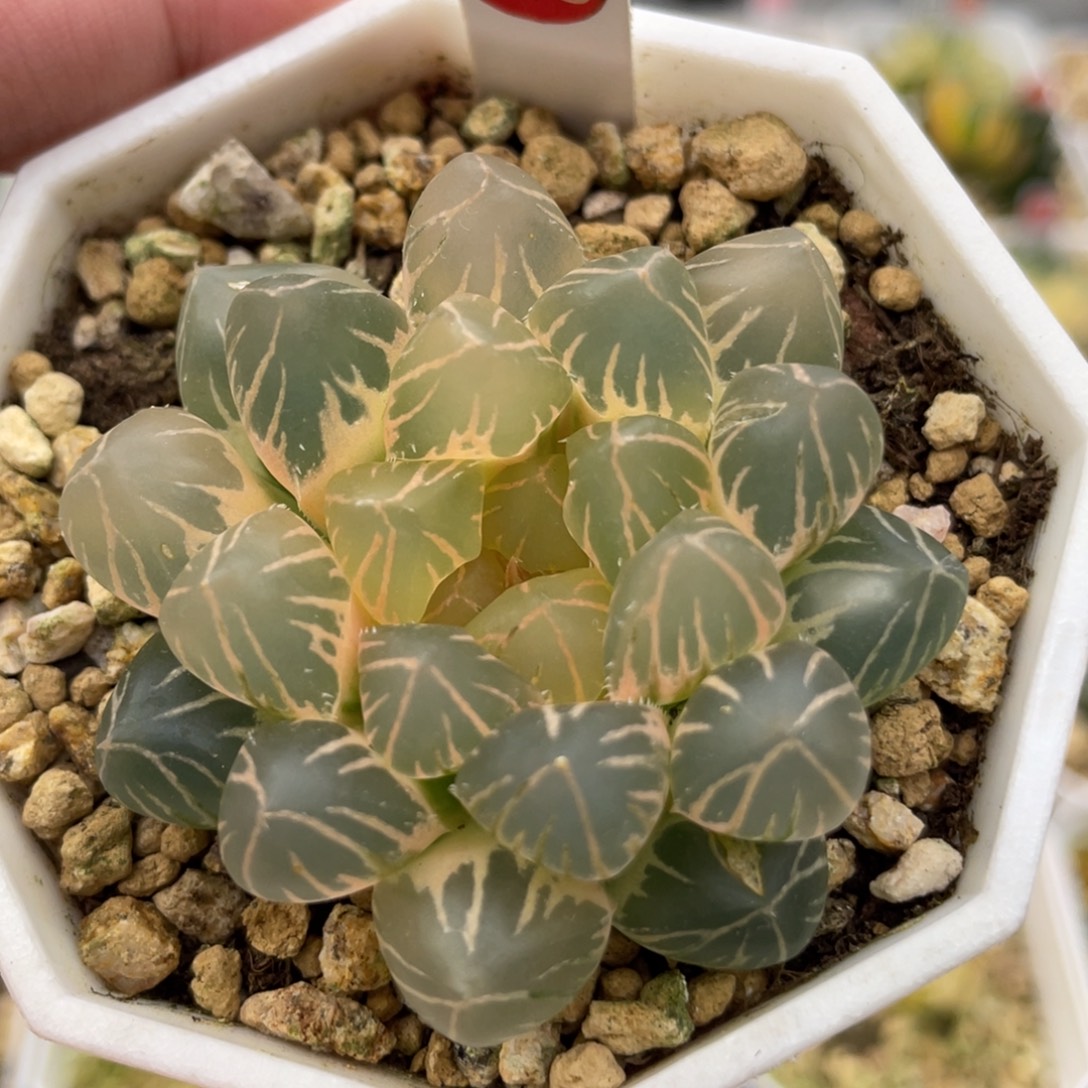 小蔡的菜园128om糊斑