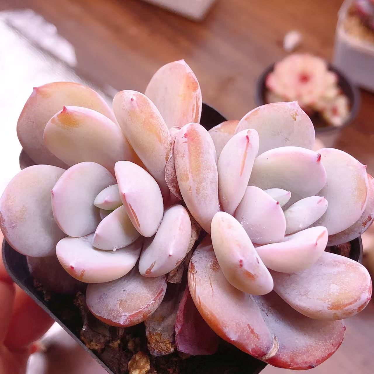 多肉植物   双头奶茶一颗（叶展5左右）满28包邮除偏远