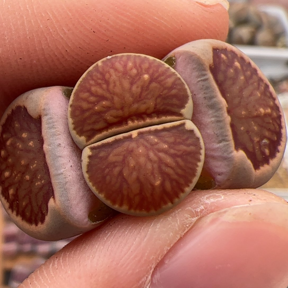 0284号菊 多肉植物