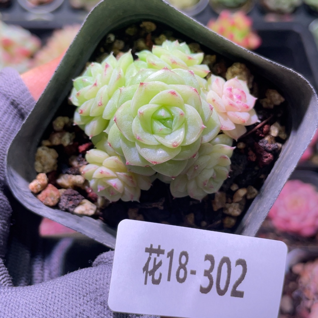 花利美18-302白天鹅