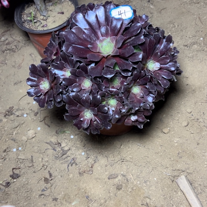 多肉植物满江红法师41