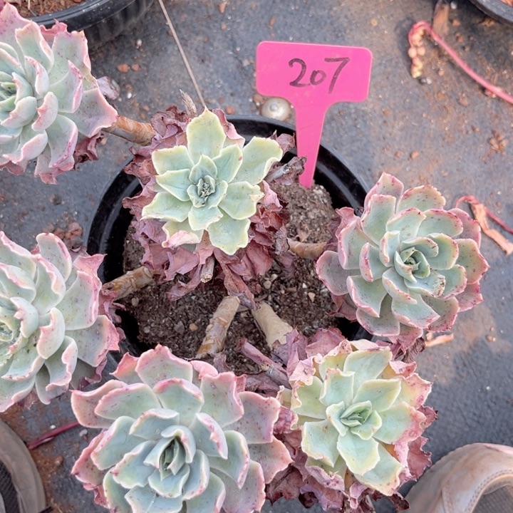 多肉植物9.9包邮