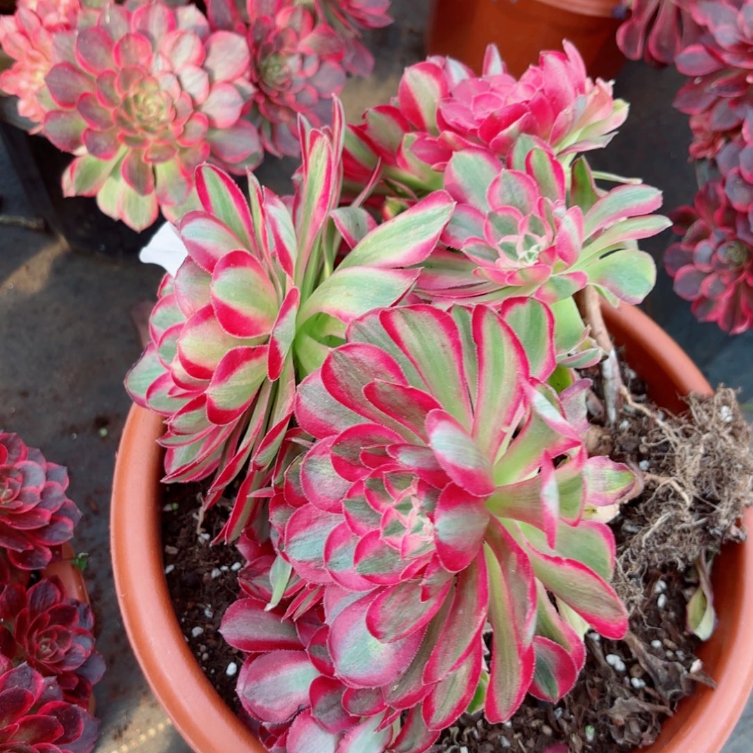 一物一拍多肉法师45