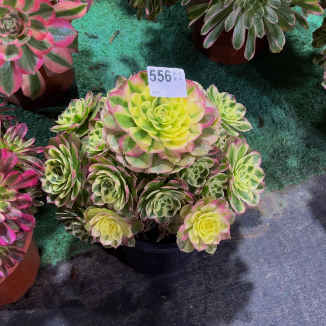 多肉玉滋00000556