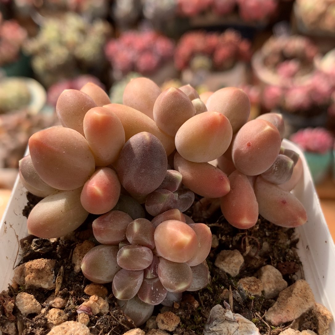 星空美人一物一拍 002