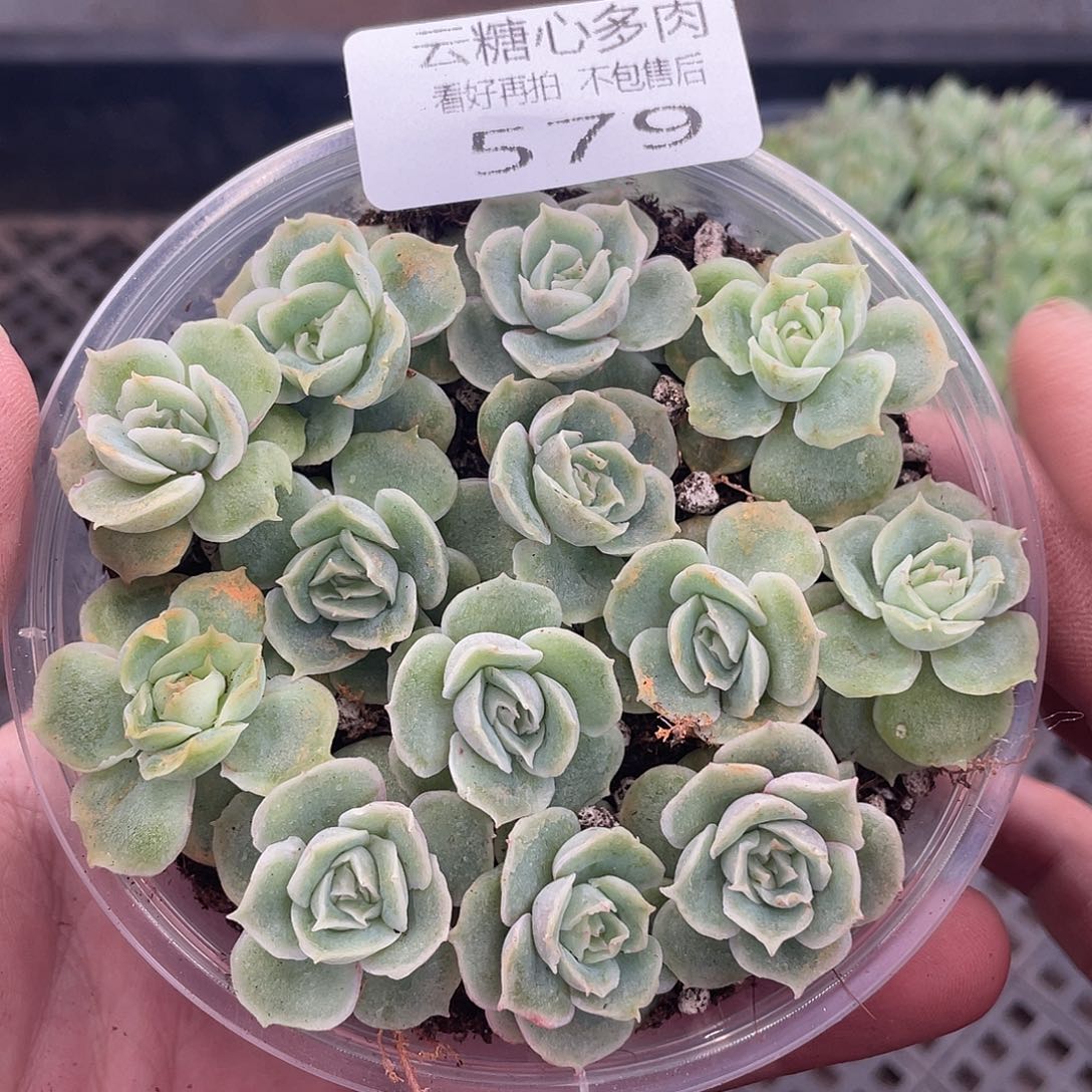 云糖心多肉植物579